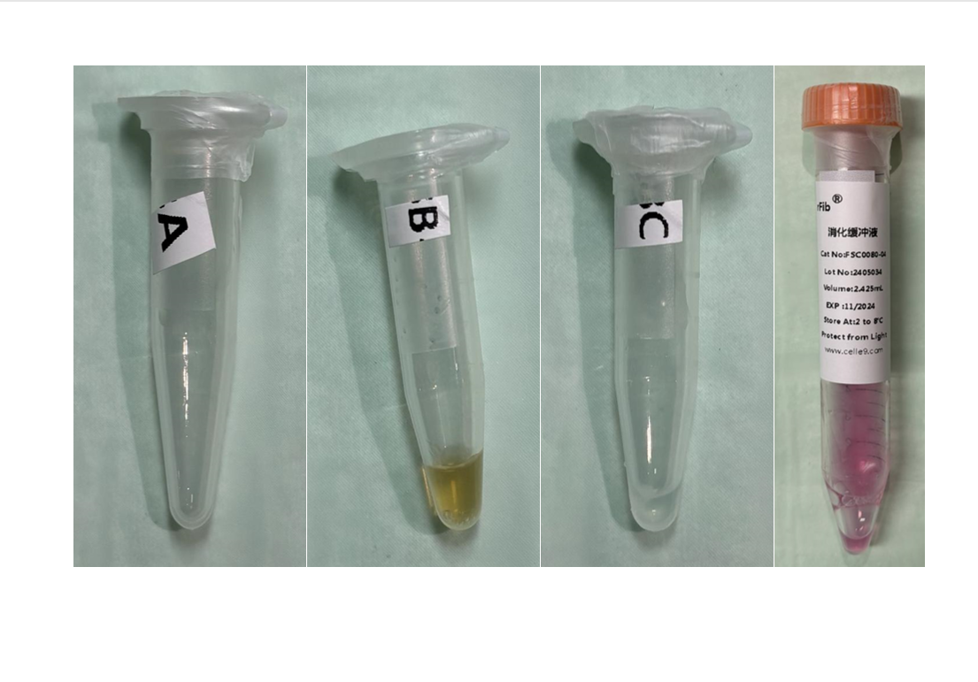 皮肤组织消化试剂盒（人皮肤成纤维细胞分离试剂盒）